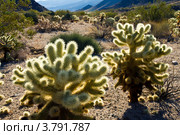 Кактус прыгающий чойя (Cylindropuntia bigelovii, Opuntia bigelovii)  в пустыне Мохаве (национальный парк Джошуа Три) (2010 год). Стоковое фото, фотограф Ирина Кожемякина / Фотобанк Лори