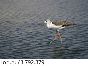 Кулик кормится на мелководье (Ходулочник, Himantopus himantopus) Стоковое фото, фотограф Щеголева Ольга / Фотобанк Лори