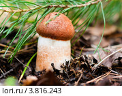 Подосиновик  под веткой сосны. Стоковое фото, фотограф Игорь Низов / Фотобанк Лори