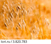 Овес. Стоковое фото, фотограф E. O. / Фотобанк Лори
