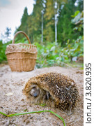 Ежик клубочком на фоне корзины. Стоковое фото, фотограф Ольга Денисова / Фотобанк Лори