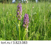 Ятрышник шлемоносный. Orchis militari. Окрестности Минусинска, Красноярский край. Стоковое фото, фотограф Елена Семенюк / Фотобанк Лори