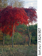Красный осенний японский клен ( Acer japonicum 'Dissectum' ) в парке. Стоковое фото, фотограф Ольга Липунова / Фотобанк Лори