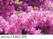 Ветка бурно цветущего розового рододендрона (Rhododendron) Стоковое фото, фотограф Ольга Липунова / Фотобанк Лори