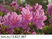 Ветка цветущего розового рододендрона (Rhododendron) (малая глубина резкости) Стоковое фото, фотограф Ольга Липунова / Фотобанк Лори