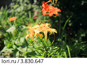 Тигровая лилия (Lilium tigrinum) Стоковое фото, фотограф Виталий Матонин / Фотобанк Лори