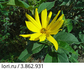 Гелиопсис шероховатый (Heliopsis scabra) Стоковое фото, фотограф lana1501 / Фотобанк Лори