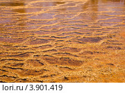 Разноцветные термофильные водоросли в потоках горячей воды в Йеллоустоунcком национальном парке (2012 год). Стоковое фото, фотограф Ирина Кожемякина / Фотобанк Лори