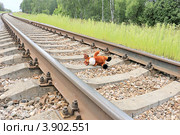 Игрушка лежит на железнодорожном пути. Стоковое фото, фотограф Юрий Шурчков / Фотобанк Лори