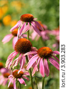 Эхинацея пурпурная (Echinacea purpurea (L.) Moench) Стоковое фото, фотограф Щеголева Ольга / Фотобанк Лори