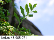 Купена (Polygonatum odoratum) Стоковое фото, фотограф Анна Омельченко / Фотобанк Лори