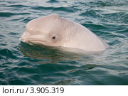 Белуха (лат. Delphinapterus leucas) Стоковое фото, фотограф Игорь Архипов / Фотобанк Лори