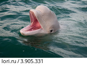 Белуха (лат. Delphinapterus leucas) Стоковое фото, фотограф Игорь Архипов / Фотобанк Лори