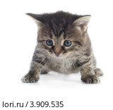 Полосатый котенок на белом фоне. Стоковое фото, фотограф Максим Пименов / Фотобанк Лори