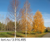 Постепенное опадание листвы. Золотая осень. Стоковое фото, фотограф Татьяна Матвейчук / Фотобанк Лори