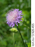 Короставник полевой (Knautia arvensis) Стоковое фото, фотограф Елена Коромыслова / Фотобанк Лори