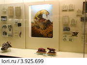 Позднепермские животные. Палеонтологический музей им. Ю.А.Орлова, Москва (2012 год). Редакционное фото, фотограф Щеголева Ольга / Фотобанк Лори