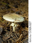 Грибы Мещеры: бледная поганка Amanita phalloides. Стоковое фото, фотограф Инна Грязнова / Фотобанк Лори