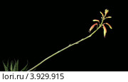 Цветение алоэ на черном фоне (Aloe aristata. humilis) таймлапс. Стоковое видео, видеограф Артем Поваров / Фотобанк Лори