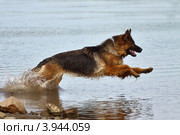 Собака породы немецкая овчарка бежит по воде. Стоковое фото, фотограф Калимулина Ольга / Фотобанк Лори