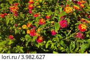 Цветущий куст лантаны, фон (лат. Lantana camara L.) Стоковое фото, фотограф Виктория Катьянова / Фотобанк Лори