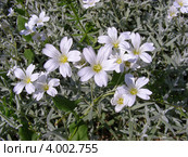 Ясколка войлочная (Cerastium tomentosum) Стоковое фото, фотограф lana1501 / Фотобанк Лори
