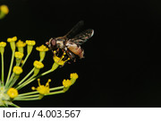 Мелкая муха-журчалка садится на цветок укропа пахучего (Anethum graveolens) Стоковое фото, фотограф Иванова Анастасия / Фотобанк Лори