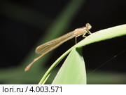 Эналлагма (Enallagma cyathigerum) самка. Стоковое фото, фотограф Иванова Анастасия / Фотобанк Лори