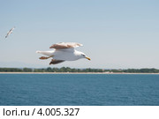 Летящая чайка. Греция. Стоковое фото, фотограф Александр Хорхордин / Фотобанк Лори