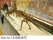 Зал мезозоя, динозавры. Палеонтологический музей им. Ю.А.Орлова, Москва (2012 год). Редакционное фото, фотограф Щеголева Ольга / Фотобанк Лори