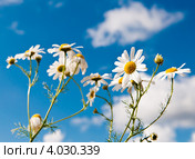 Ромашки на фоне голубого неба с белыми облаками. Стоковое фото, фотограф E. O. / Фотобанк Лори