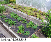 Земляника садовая (клубника - лат. Fragaria moschata). (Мульчирование клубники черной пленкой.) Стоковое фото, фотограф lana1501 / Фотобанк Лори