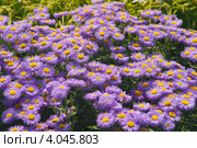 Лиловые ромашки (Aster amelloides) Стоковое фото, фотограф Борис Сунцов / Фотобанк Лори