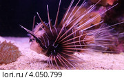 Рыба-крылатка (Pterois antennata) Стоковое видео, видеограф Алексей Кузнецов / Фотобанк Лори