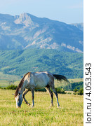 Одинокая лошадь на лугу. Стоковое фото, фотограф Elnur / Фотобанк Лори