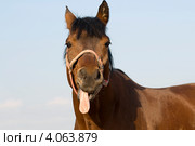 Лошадь показывает язык фотографу. Стоковое фото, фотограф Pukhov K / Фотобанк Лори