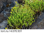 Очиток едкий Sedum acre L. Стоковое фото, фотограф Анна Омельченко / Фотобанк Лори