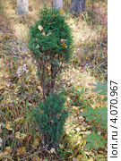 Можжевельник обыкновенный (Juniperus communis L.) Стоковое фото, фотограф Анна Омельченко / Фотобанк Лори