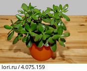 Толстянка (лат. Crassula) Стоковое фото, фотограф Илюхина Наталья / Фотобанк Лори