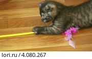 Котенок играет с метелкой для пыли. Стоковое видео, видеограф Игорь Жоров / Фотобанк Лори