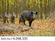 Дикие кабаны стоят около лужи в лесу. Стоковое фото, фотограф Эдуард Кислинский / Фотобанк Лори