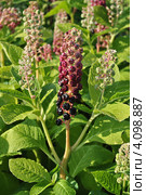 Фитолакка американская (лат. Phytolacca americana L.) Стоковое фото, фотограф lana1501 / Фотобанк Лори