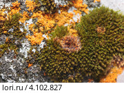 Природный фон. Лишайник. Стоковое фото, фотограф Виталий Веревкин / Фотобанк Лори