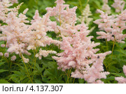 Астильба Peach Blossom. Стоковое фото, фотограф Борис Сунцов / Фотобанк Лори