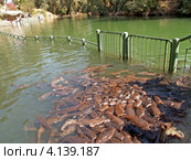 Кормление сомов в реке Иордан, Израиль (2012 год). Стоковое фото, фотограф Ирина Борсученко / Фотобанк Лори