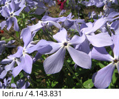 Флокс растопыренный (лат. Phlox divaricata L.) Стоковое фото, фотограф lana1501 / Фотобанк Лори