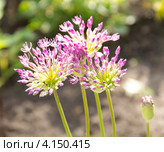 Цветы лука Allium nutans. Стоковое фото, фотограф Дудакова / Фотобанк Лори