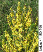 Коровяк пирамидальный (Verbascum pyramidatum) Стоковое фото, фотограф Ирина Водяник / Фотобанк Лори