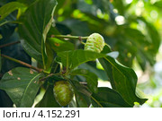 Плоды Нони  (Morinda citrifolia) созревающие на дереве. Стоковое фото, фотограф Татьяна Белова / Фотобанк Лори