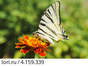 Махаон (Papilio machaon) Стоковое фото, фотограф Красилов Игорь / Фотобанк Лори